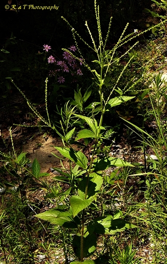 {Verbena urticifolia}